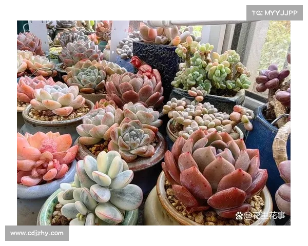 安赛龙在丹麦园艺展览中展示自种多肉植物引发热议